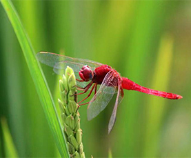 888电子游戏官网